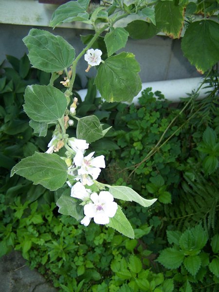 North Corner - marshmallow crop July 2018.jpg