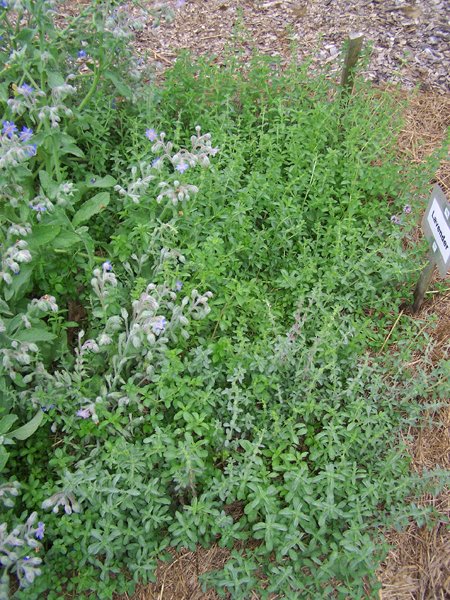 New Herb - Row 2, pennyroyal crop Aug. 2018.jpg