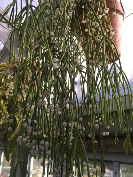 Smith Greenhouses - hanging bead flower crop January 2020.jpg