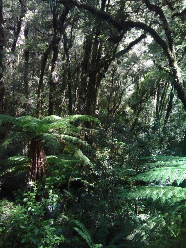 NZ forest 03.jpg