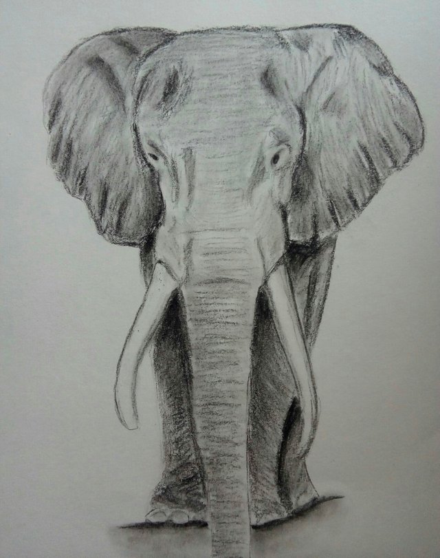 Elefante K3.jpg