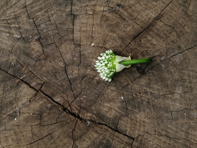 Onion-flower-flori-Ceapa-reglează-colesterolul-reduce-tensiunea-arterială.jpg