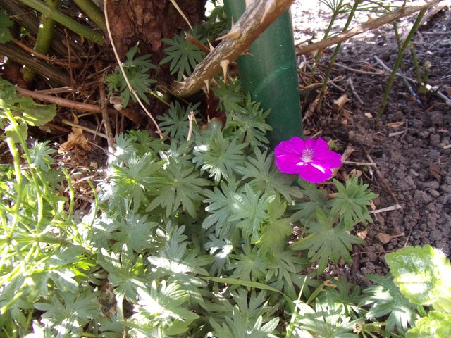 100_2618.JPG