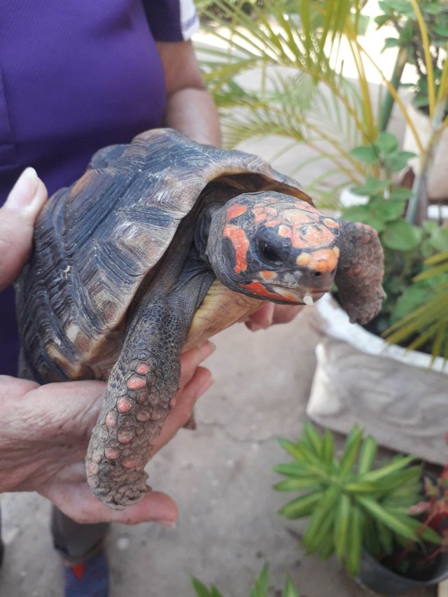 Abril tortuga.jpg