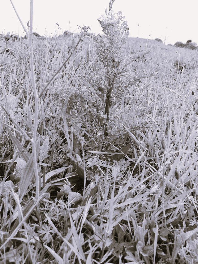 Flower Photography B&W Lighter Various Weeds SideHill Green May 28 2017.jpg