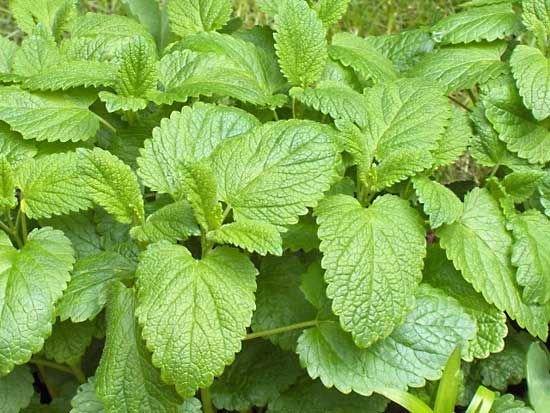 Balm-lemon-balm.jpg