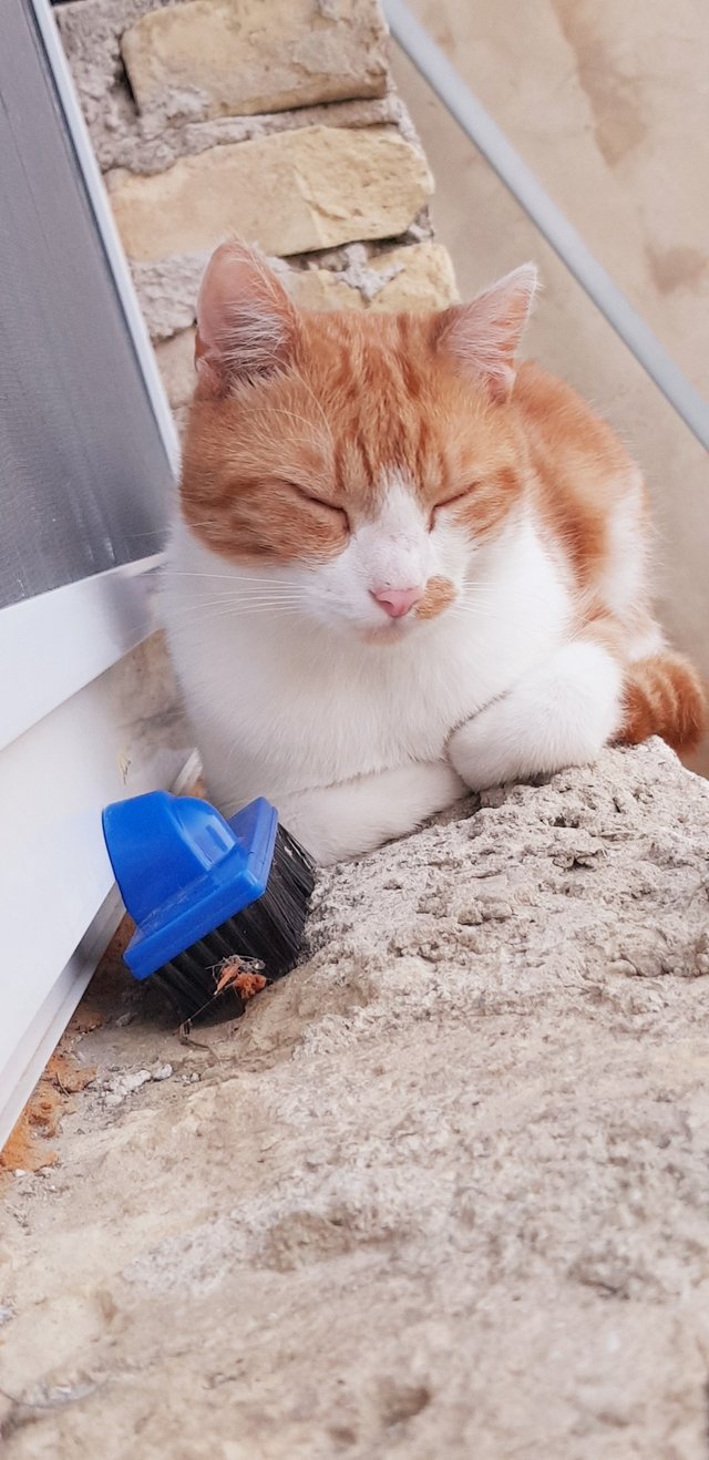 Get Tiger streicheln For iPhone Tiger Streicheln