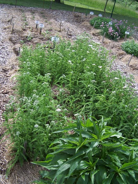 New Herb garden - Row 6 - yarrow crop June 2018.jpg