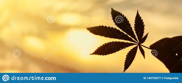 cbd-cannabis-leaf-close-up-background-setting-sun-rays-light-copy-space-thematic-photos-hemp-ganja-image-140735577.jpg