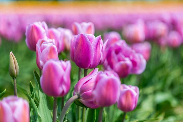 Tulips flower (2).jpg