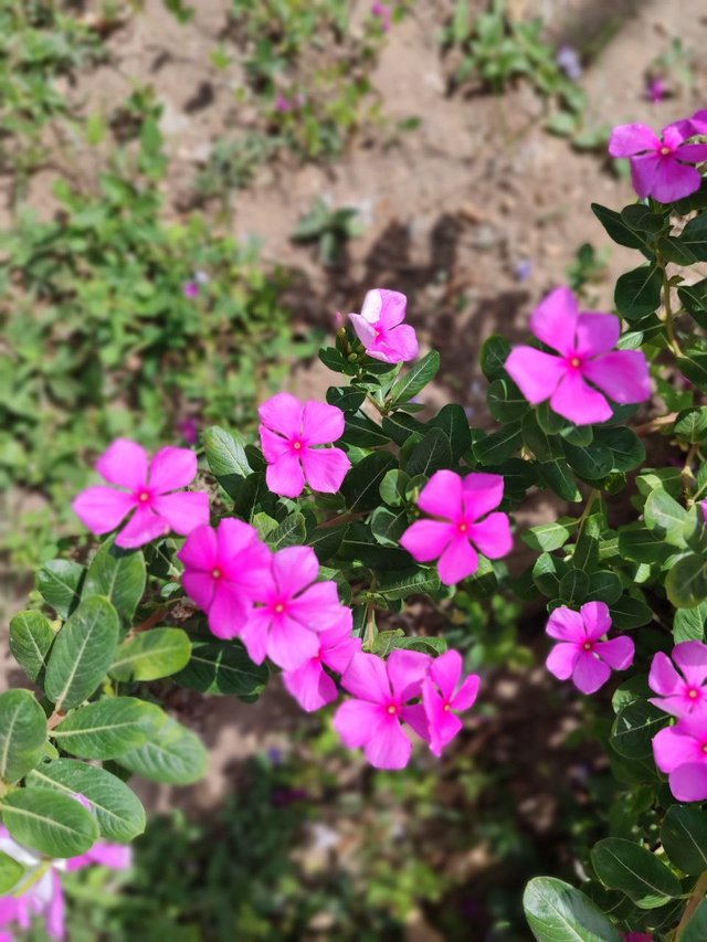 Catharanthus roseus.jpg