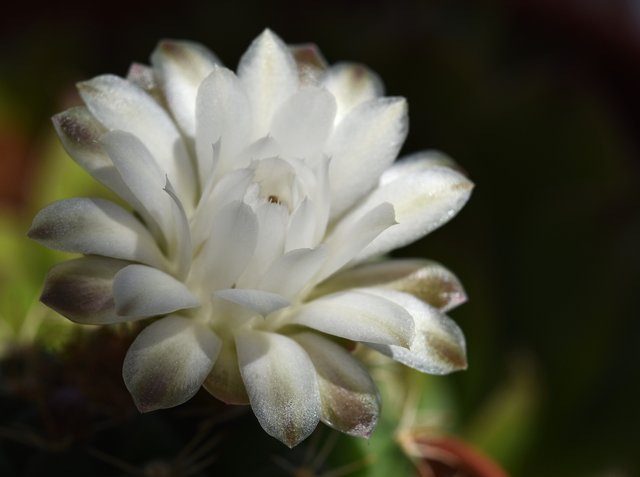 Gymnocalycium damsii white flower 4.jpg