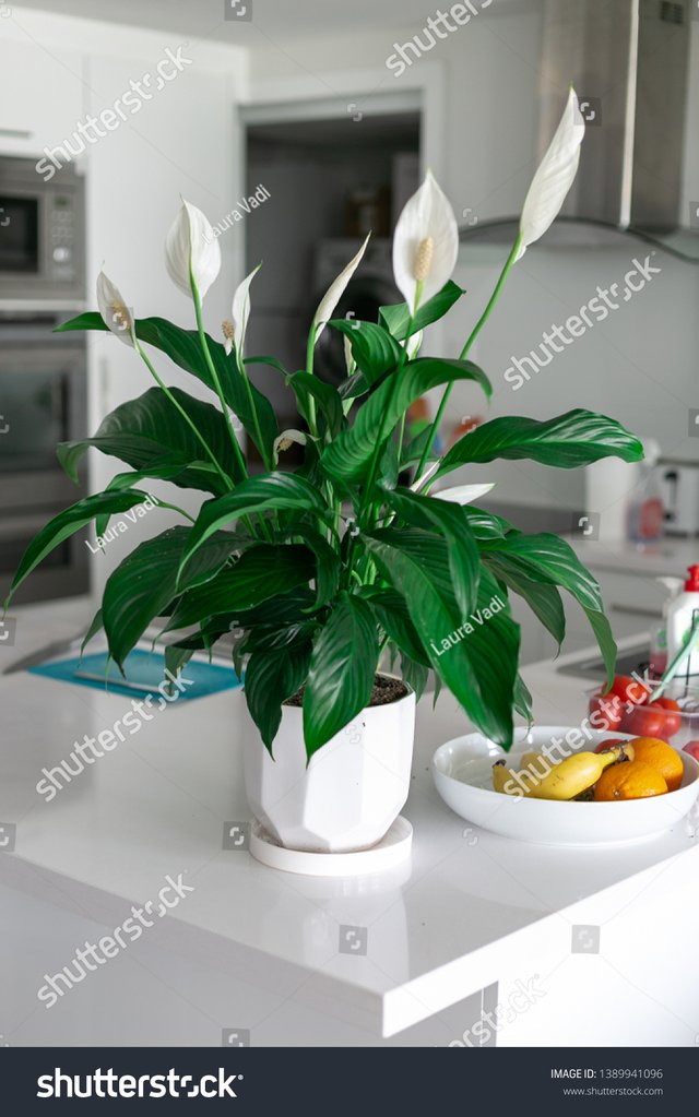 stock-photo-peace-lily-house-plant-kitchen-1389941096.jpg