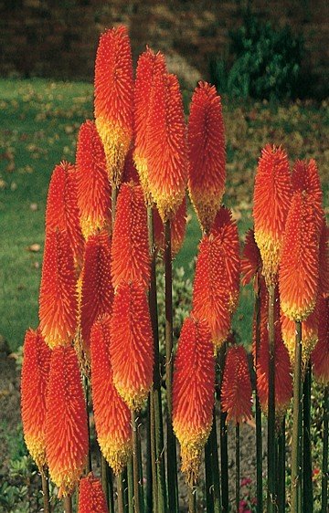 kniphofia-red-hot-pokers-9648mf_base.jpg