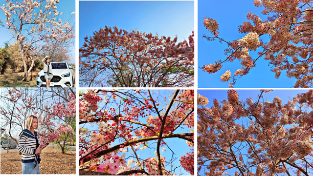 Nature’s Pink Masterpiece in Full Bloom 🌸🎨