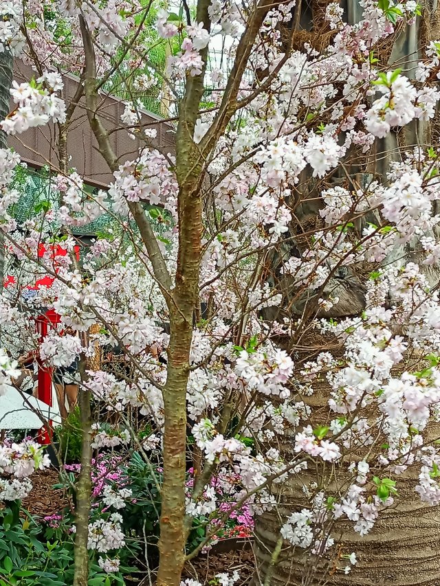 17 prunus x subhirtella 'Accolade'.jpg