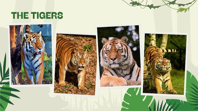 Protected animals in my country (2).jpg