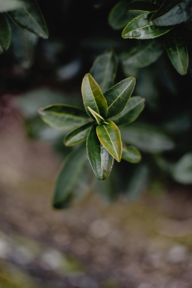 tea plants (3).jpg