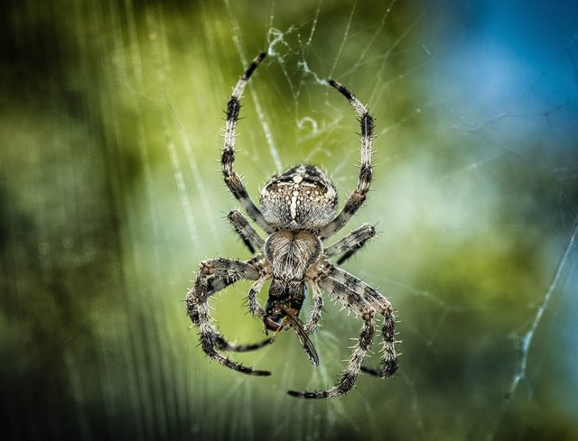 spider-1646340_1280.jpg