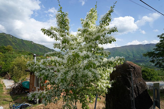 b-DSC09274.JPG