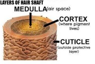 Image result for hair shaft