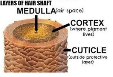 Diagram of a Hair Follicle in a Cross Section of S Stock Vector   Illustration of bulb capillary 35012099