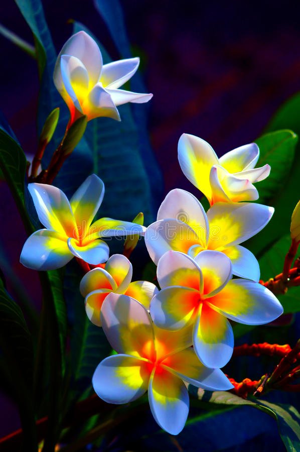 frangipani-flowers-10997030.jpg