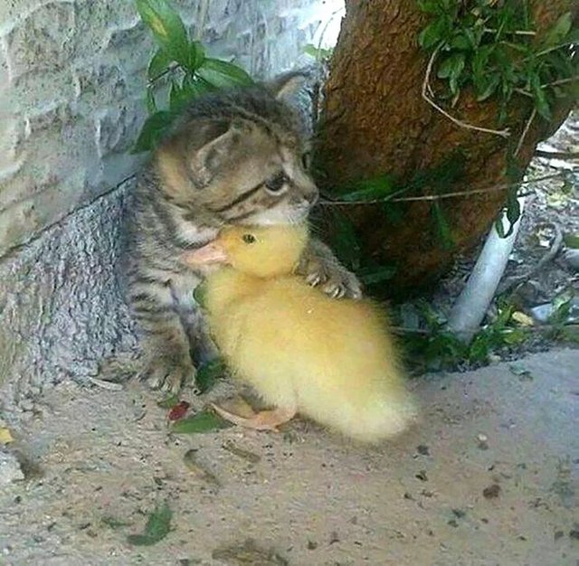 Kitten-protecting-duckling.jpg