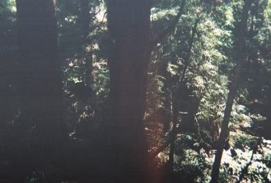 muir_woods_chris_3.JPG