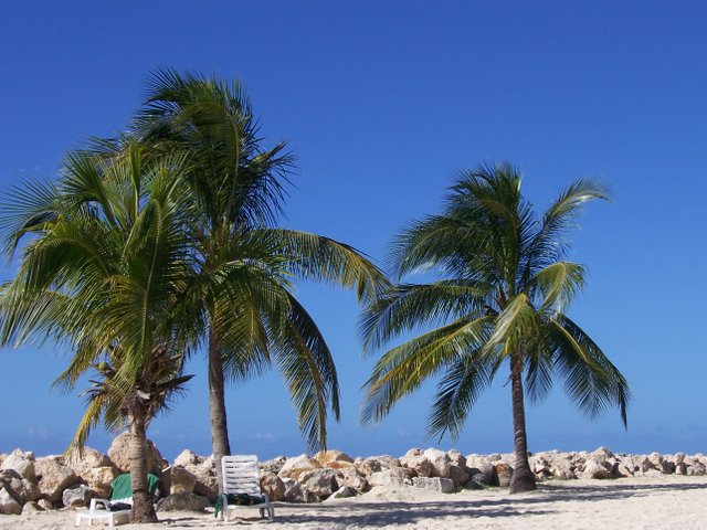 Jamaican palm trees.jpg