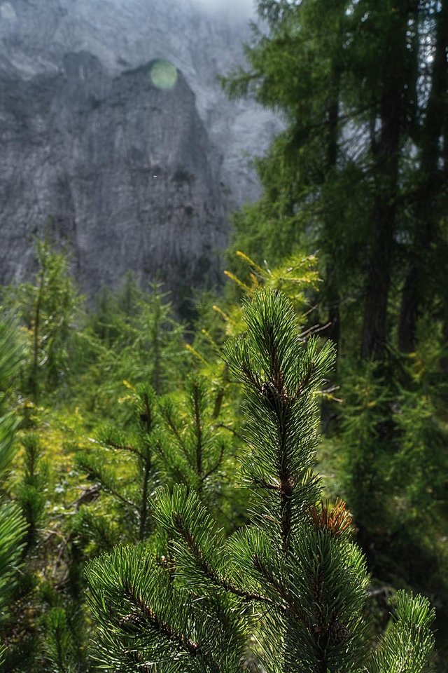 pine-forest-walk (8).jpg