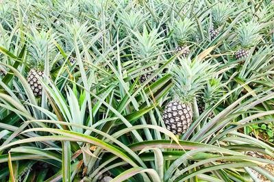 how-to-grow-pineapples-in-uganda-21871926.jpg