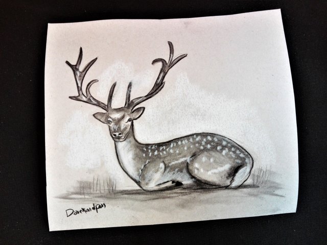 deerdrawing(6).jpg