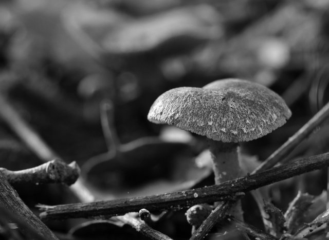 tiny brown mushroom 2bw.jpg