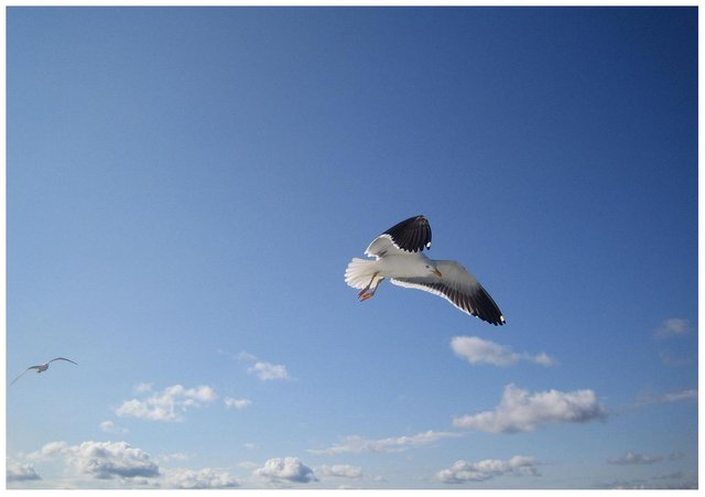 seagull_in_the_sky_by_zaneta333.jpg