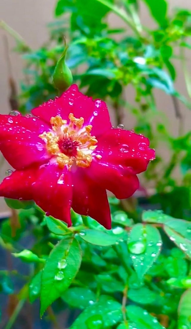 red flower .jpg