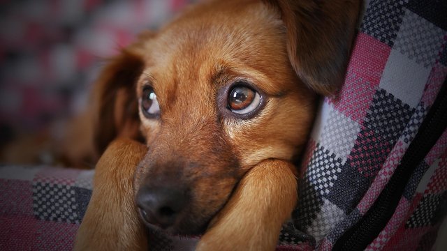 dog-3071334_1280.jpg