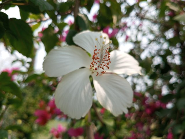 IMG_20250430_125235_995.jpg