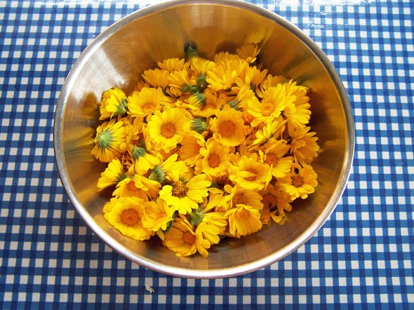 Calendula for dehydrator crop October 2019.jpg