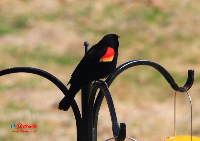 Red-Winged Blackbird IMG_0203.JPG