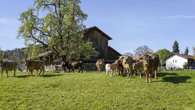 Tierschutz_STS_Schweizer_Tierschutz_CC_BY_2-0_20688252203_16418bae14_o-BS-TB-Web.jpg