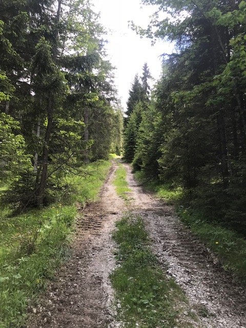 Forstweg-Seinskopf-Karwendel-Bergtour-rebeccaontheroof.jpg