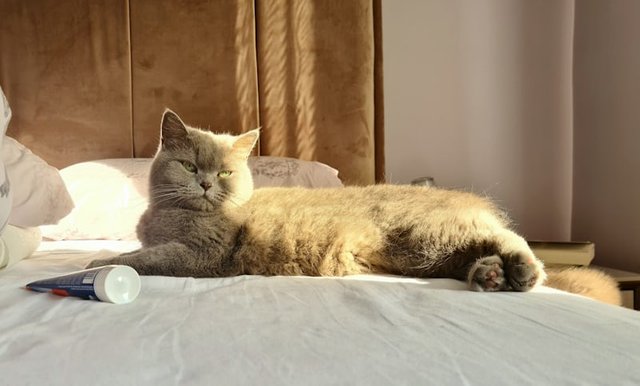 photo-1705134770413-a0d76c25d895.jpeg