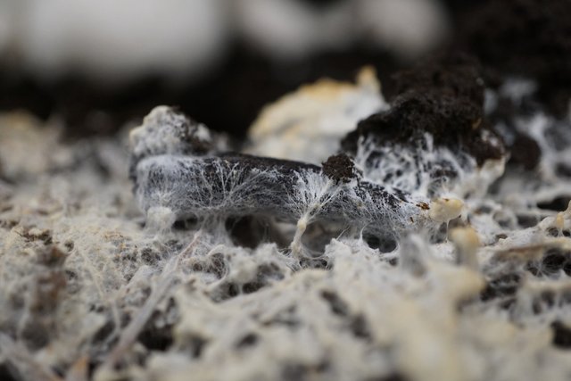 MyceliumCCflickrAlisonHarrington.jpg