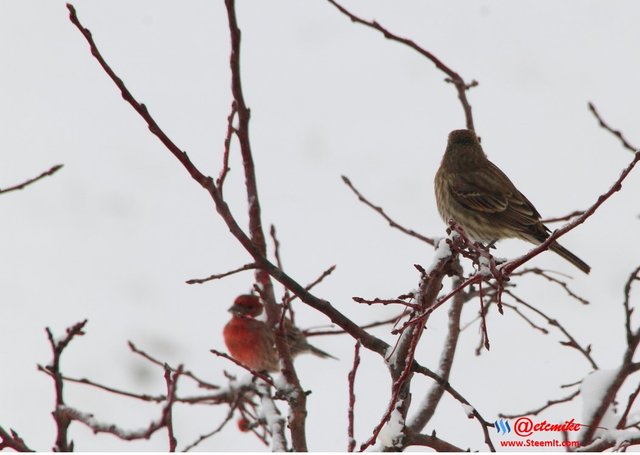 House Finch PFW10_0310.JPG