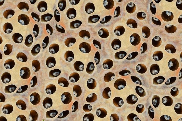 ae09d5a1c2cebaf48f9199f055cf528f-12-reasons-you-now-have-trypophobia-phobia-of-the-week.jpg