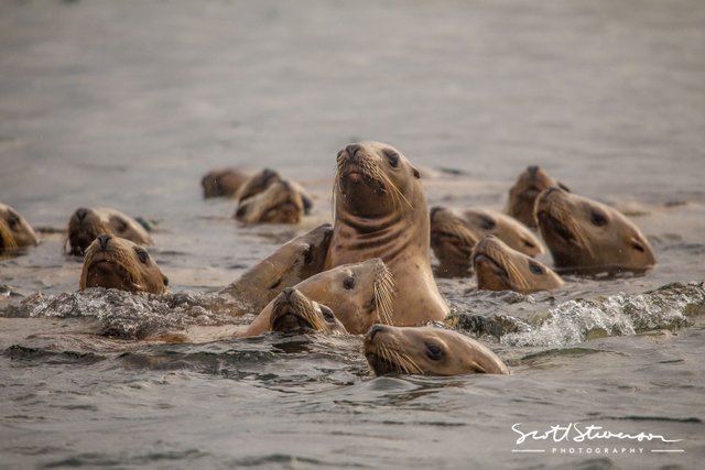 Stellar Sea lion-4.jpg