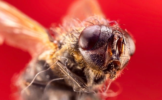 housefly-7857794_640.jpg