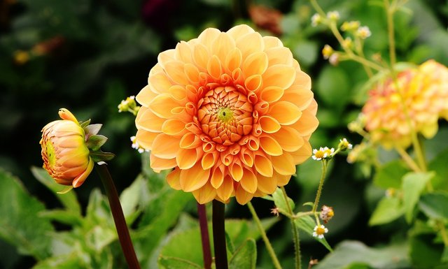 dahlias-1642464_1280.jpg