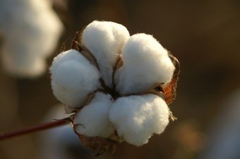 cotton 1.jpg
